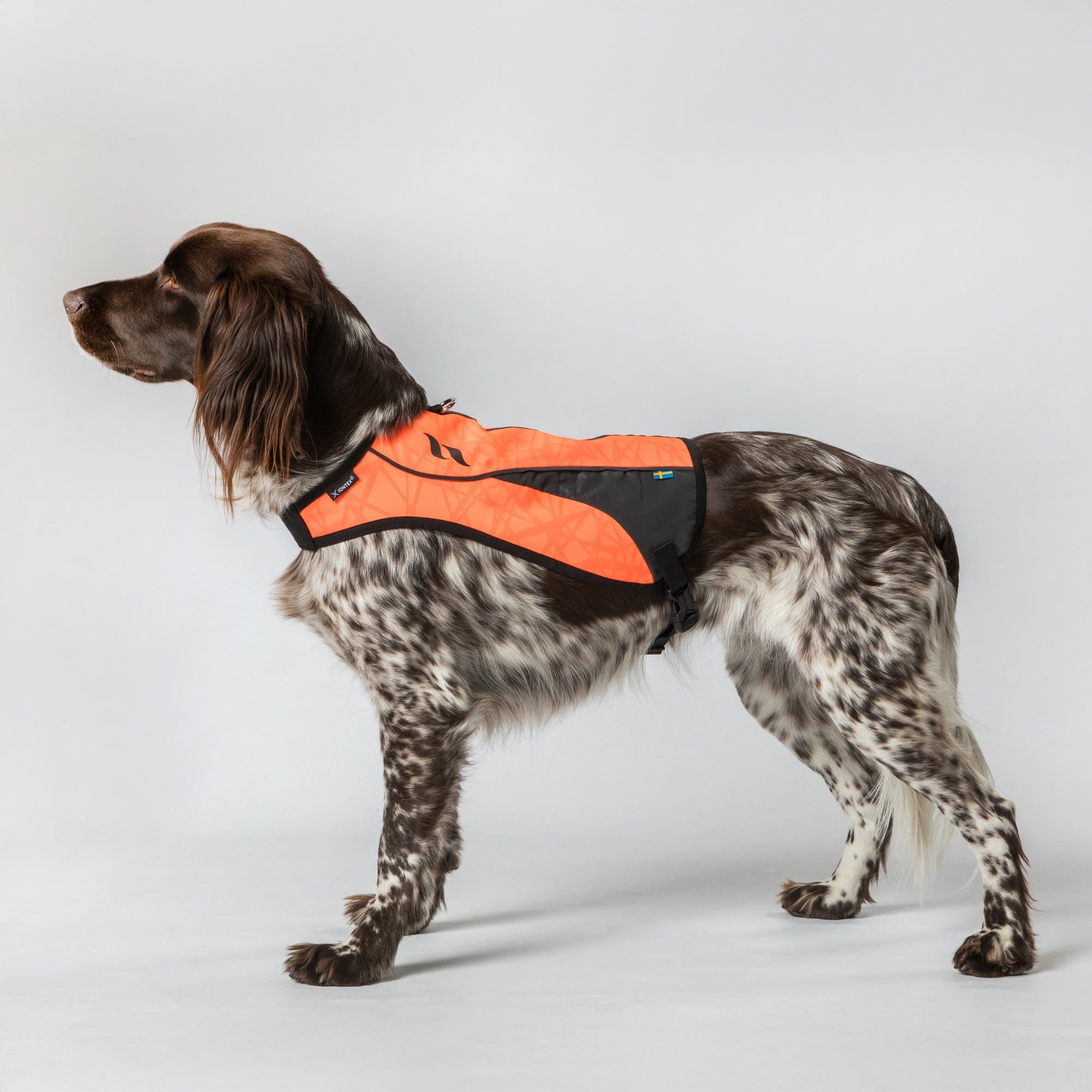 POINT 3233 am braun-weißen Hund, seitliche Studioansicht