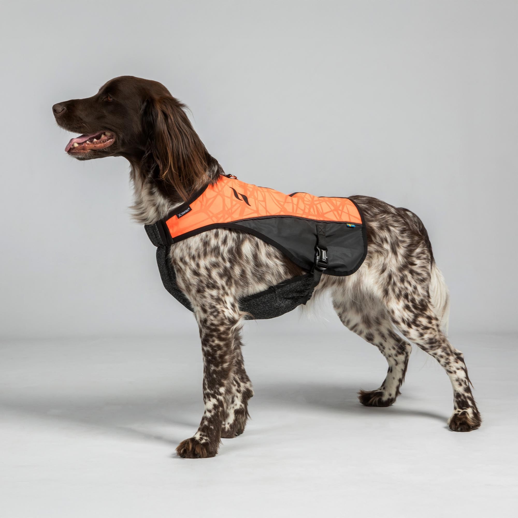 TRAKK 3234 am braun-weißen Hund, seitliche Studioansicht