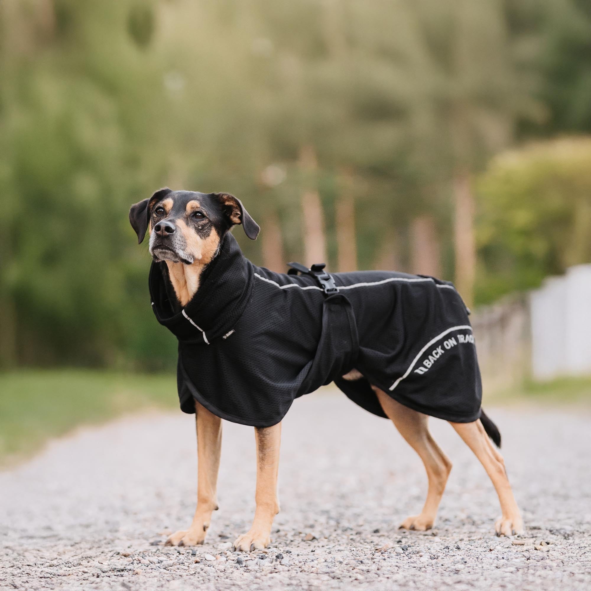 BAY Netz 3235 in Schwarz am stehenden Hund auf einem Waldweg