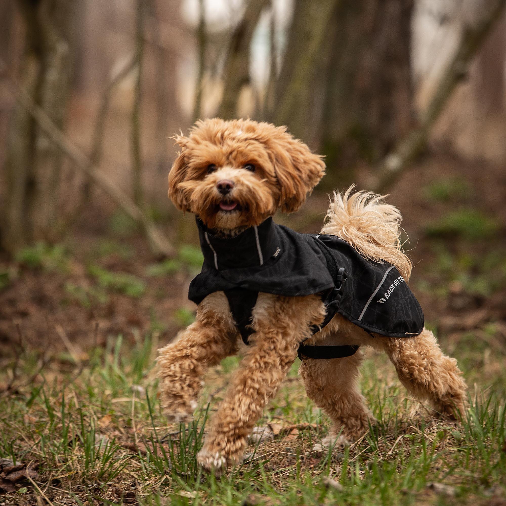 BAY Regenmantel mit hohem Rutenansatz in Schwarz am Hund im Wald