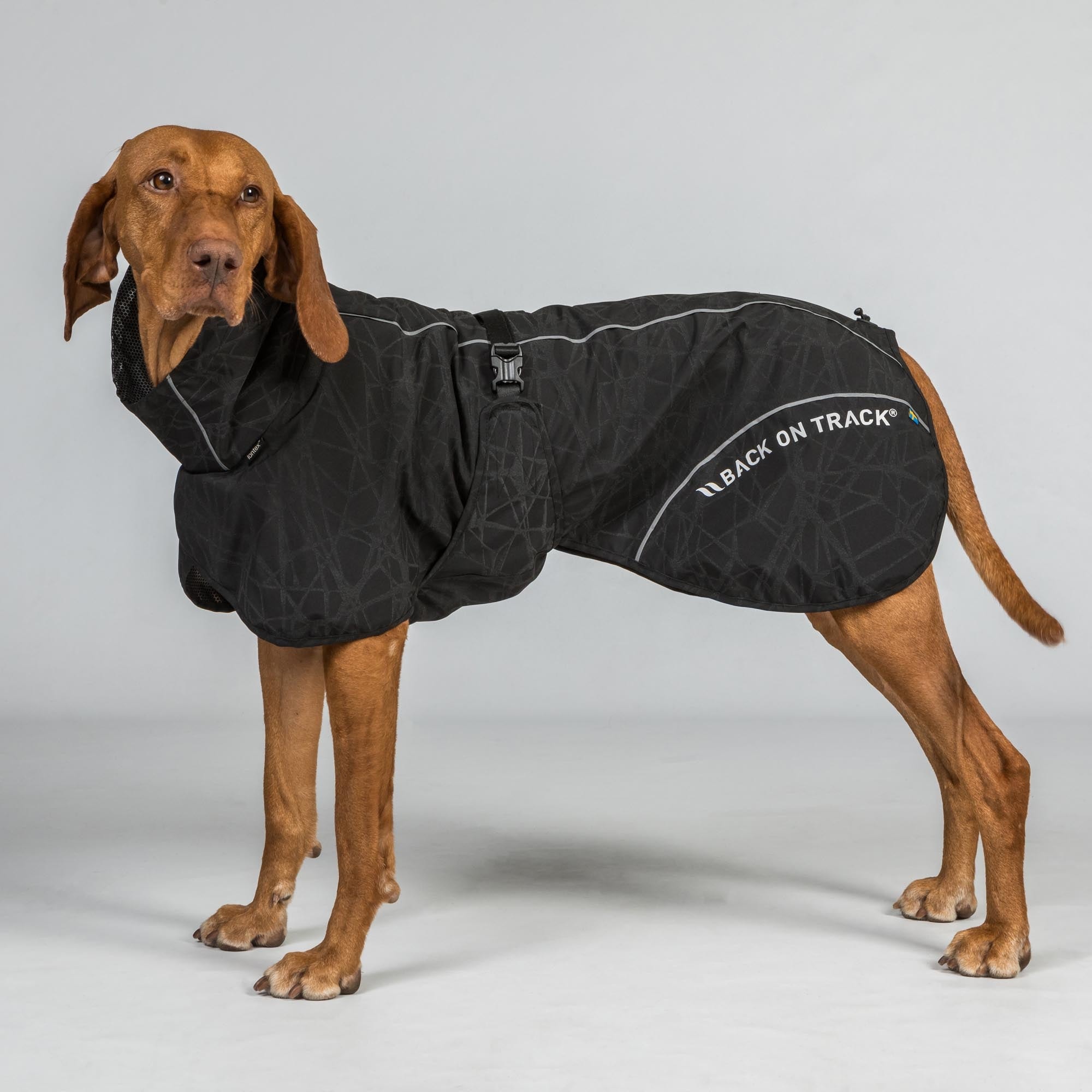 Back on Track BAY Hunde-Regenmantel, Hoher Rutenansatz in Schwarz – Produktansicht