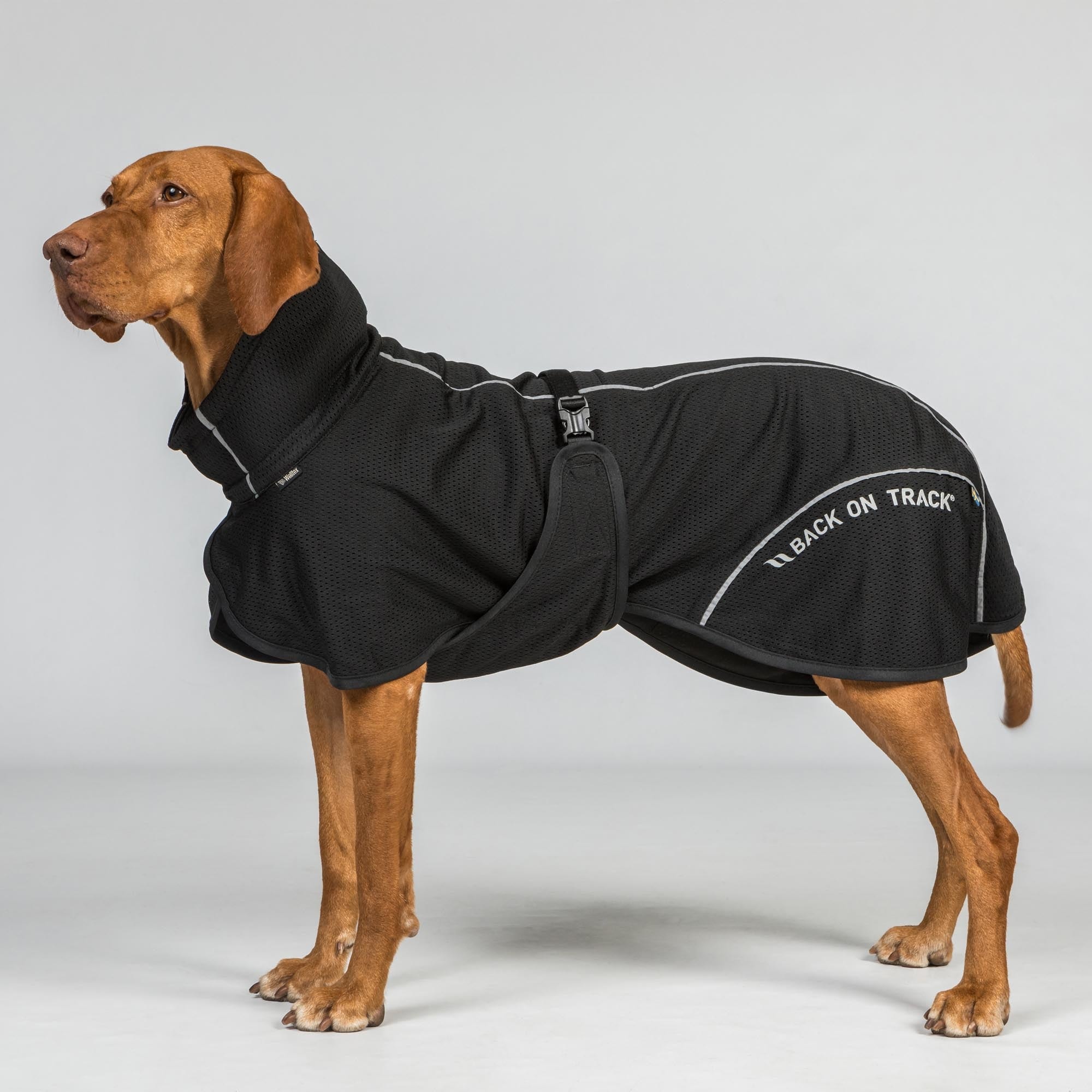 Back on Track BAY Netz-Hundemantel, Niedriger Rutenansatz in Schwarz – Produktansicht