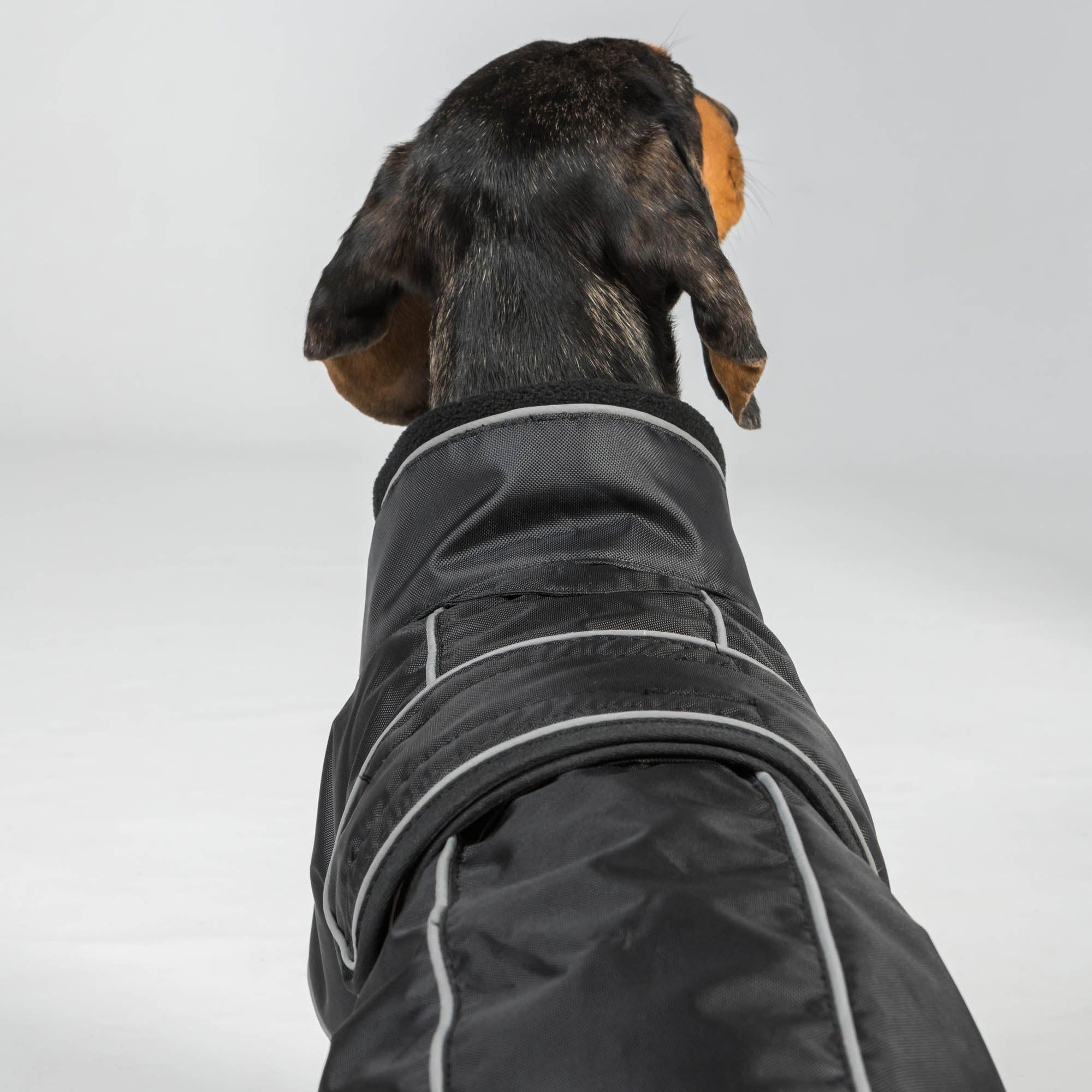 BUDDY 2.0 Wintermantel 3242 in Schwarz am Dackel, Rückenansicht des Kragen- und Gurtbereichs