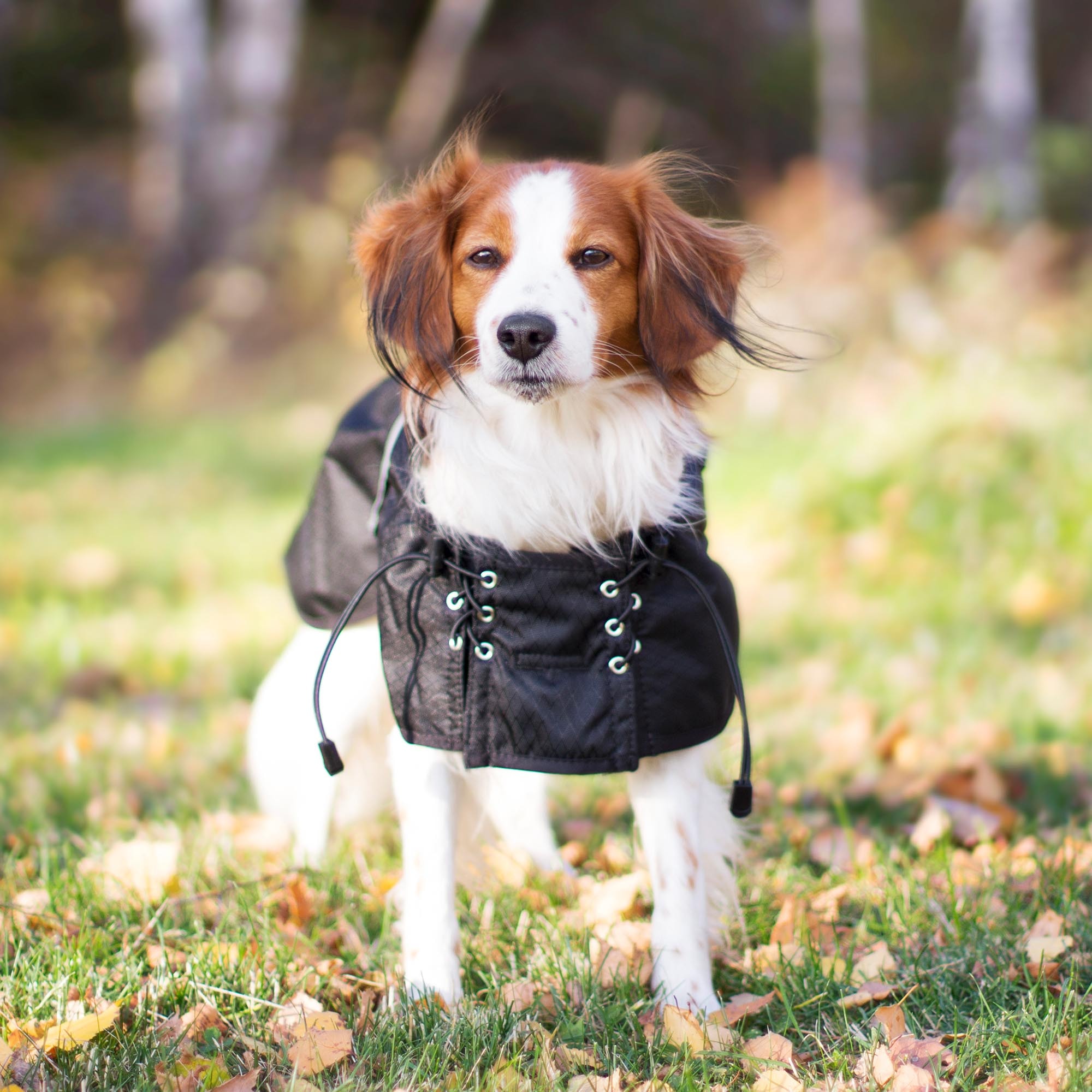 Allwettermantel 3250, Mantel am braun-weißen Hund, Frontansicht im Freien
