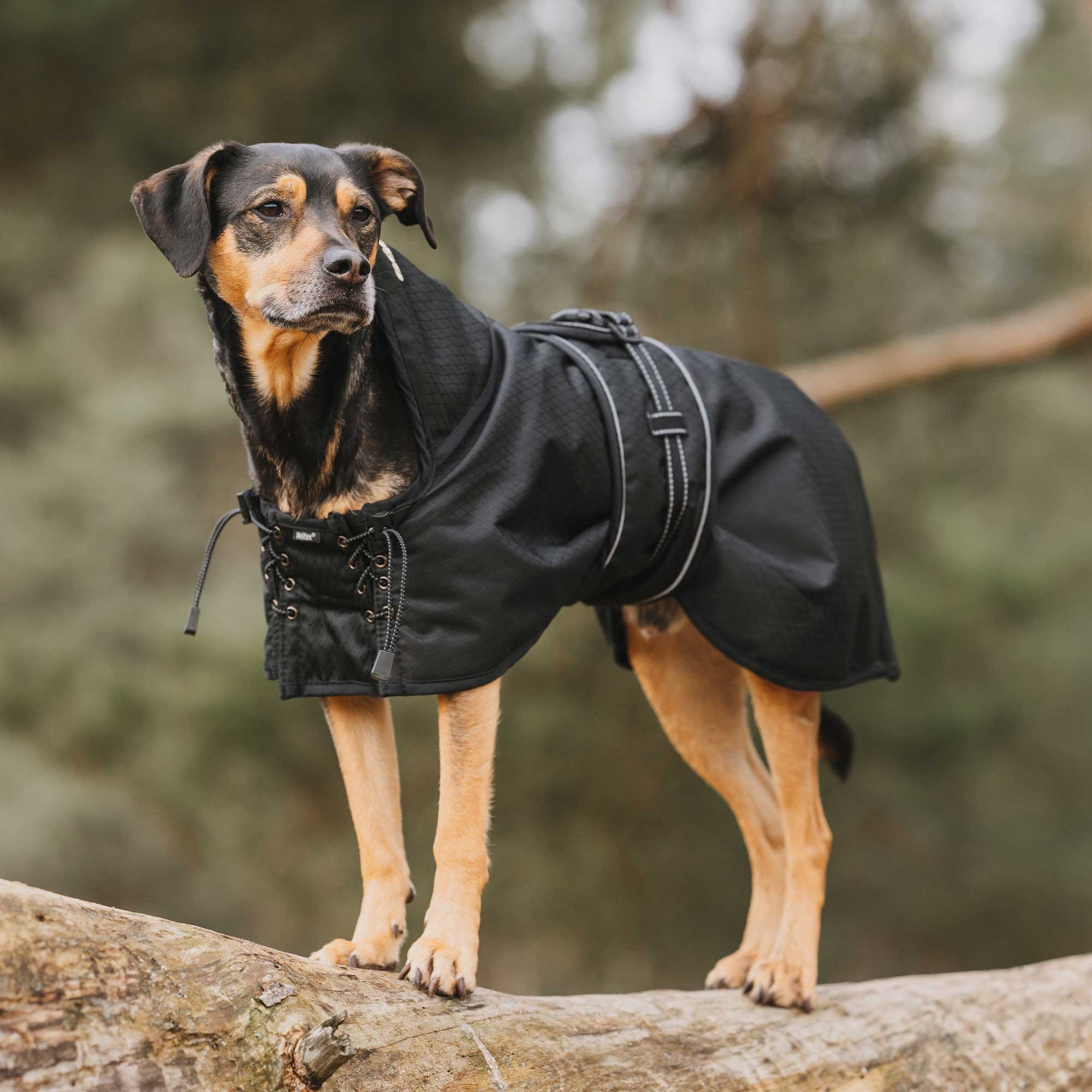 Allwettermantel 3255, Mantel am braun-schwarzen Hund auf einem Baumstamm