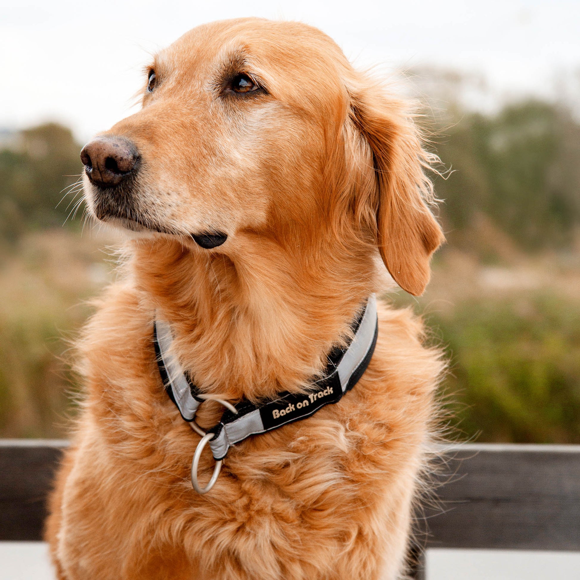 MOLLY Halsband 3401 am Golden Retriever im Freien