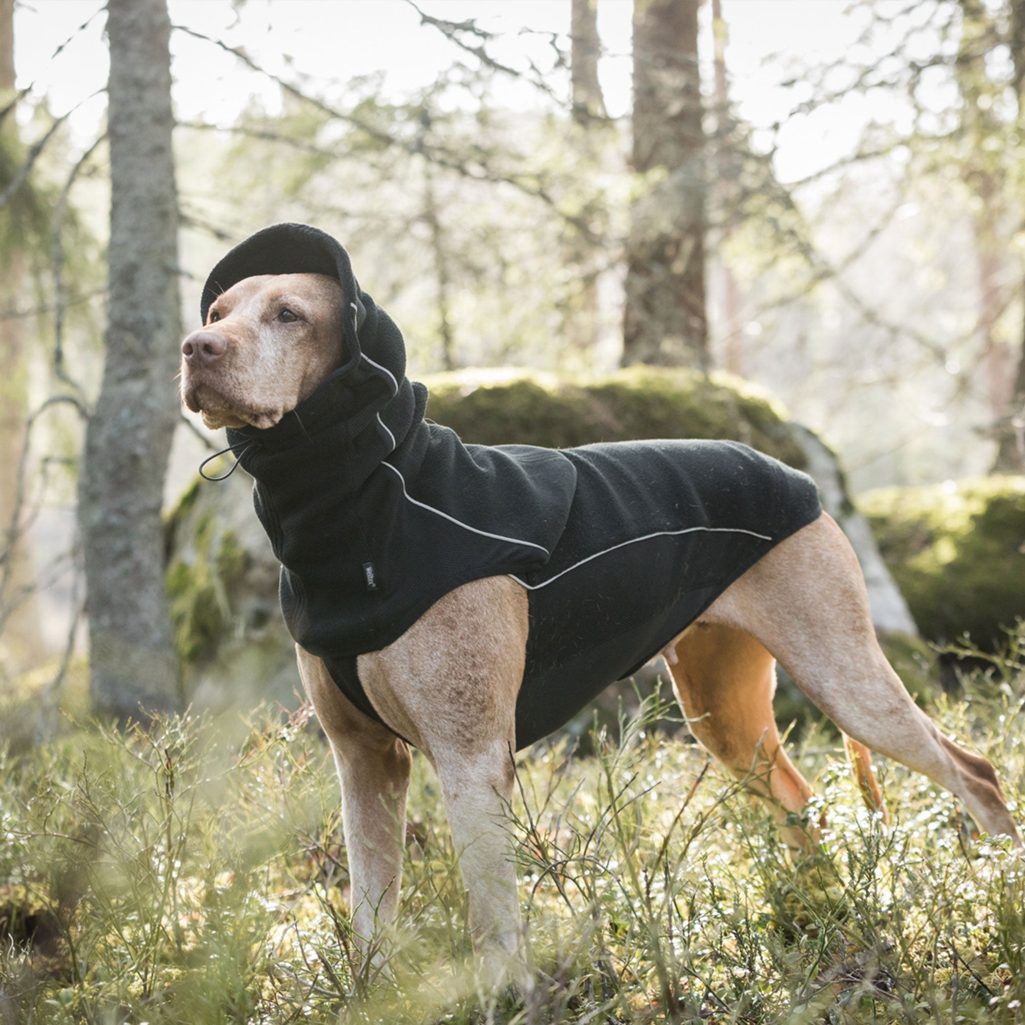 BENJI Nackenwärmer 3504 am stehenden Hund im Wald