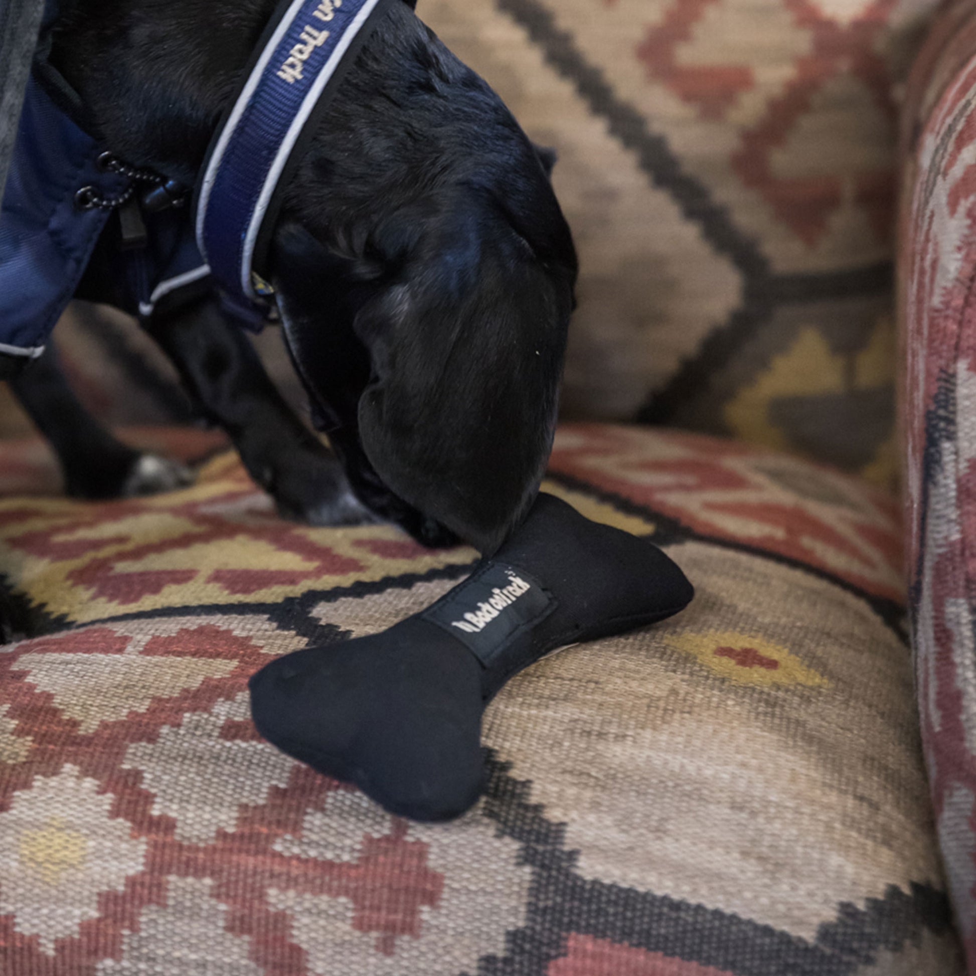 Weicher Knochen 3601 mit schnüffelndem Hund auf einem Polster