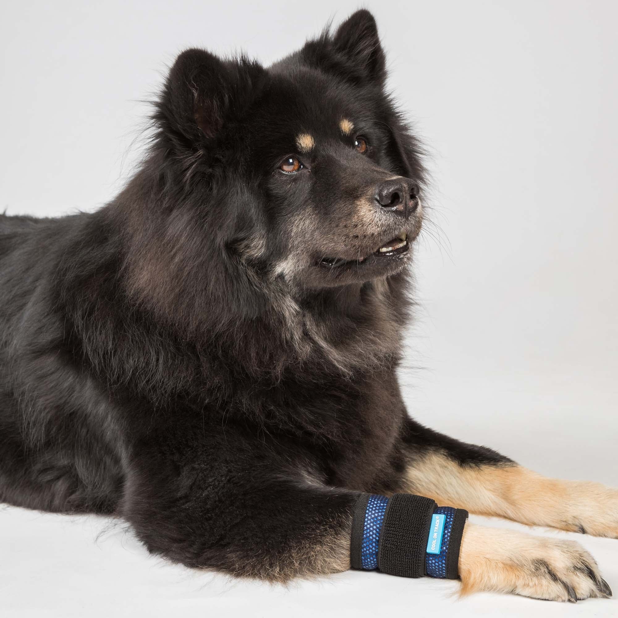 Kühl-Bandage 4102 am Vorderbein eines liegenden Hundes