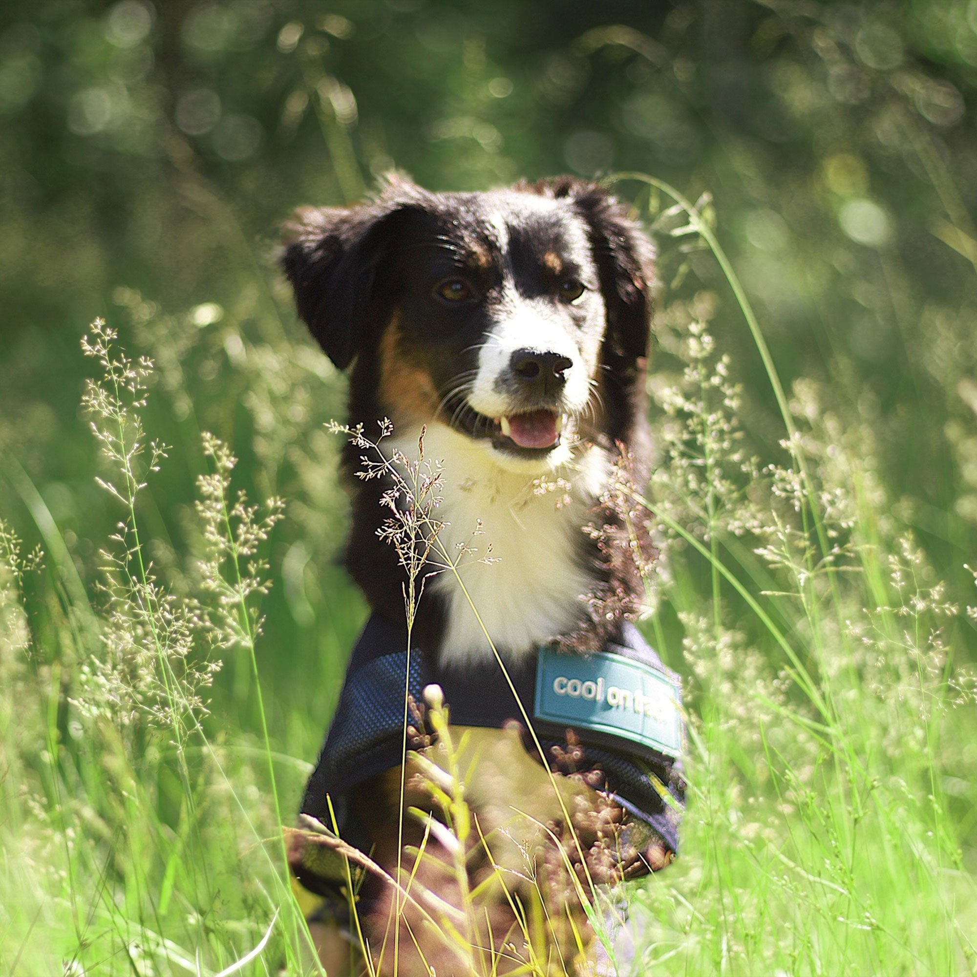 Kühl-Hundemantel 4321 am sitzenden Hund auf einer Wiese