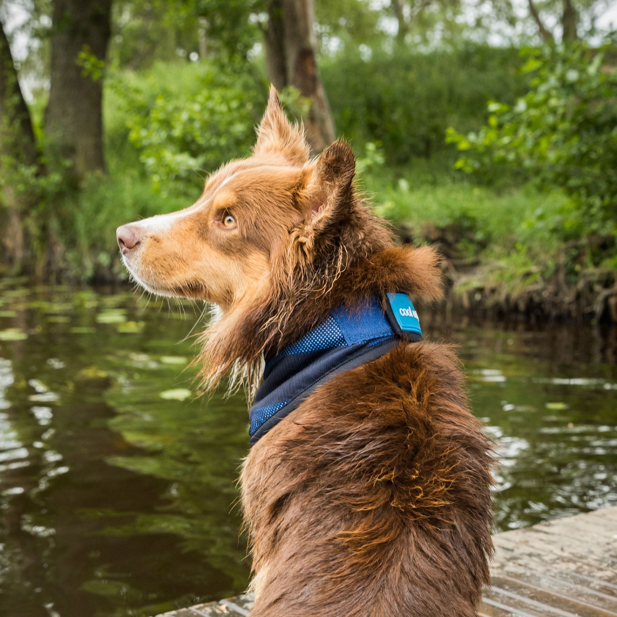Kühl-Bandana 4322 am braunen Hund, Seitenansicht am Wasser