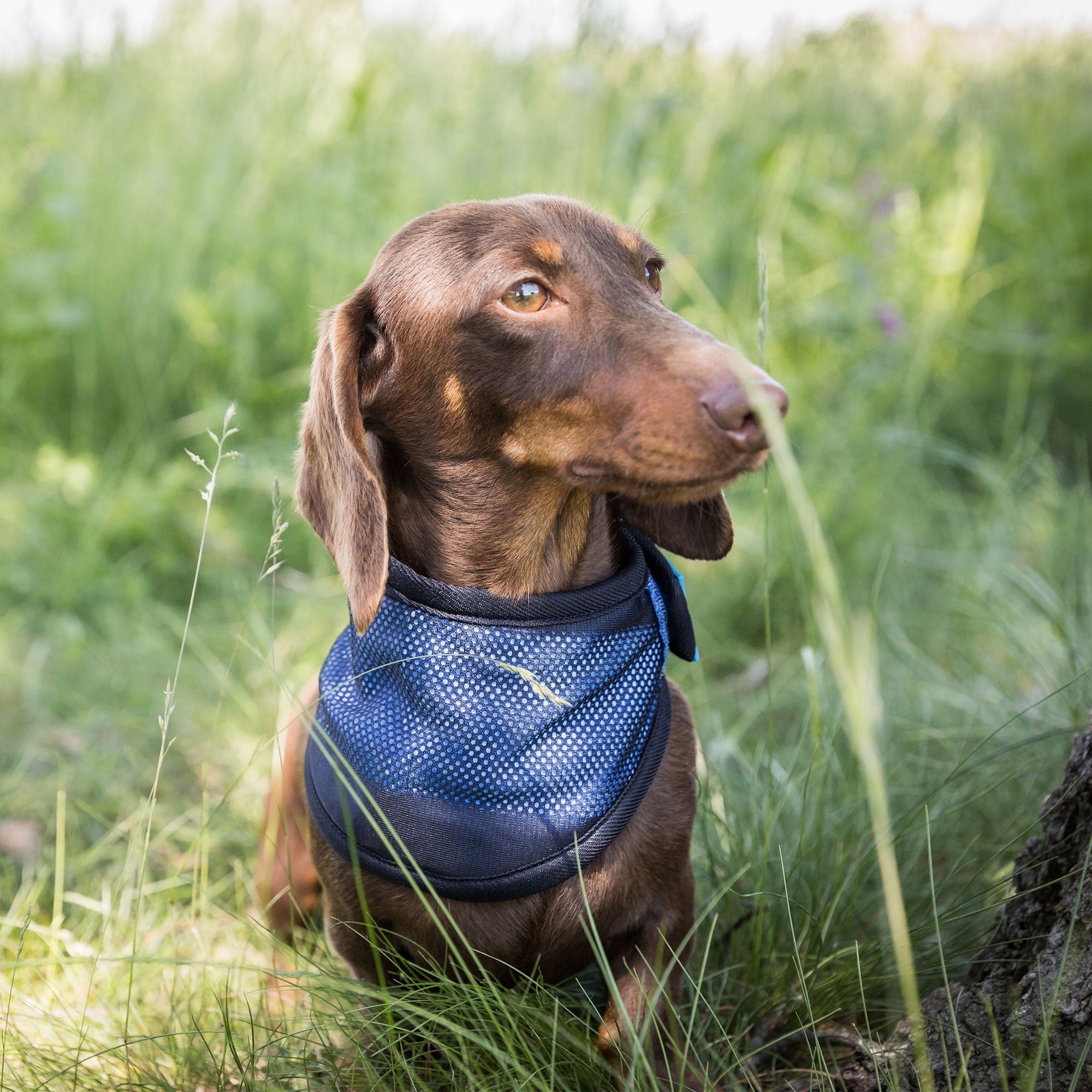 Kühl-Bandana 4322 am sitzenden Dackel, Vorderansicht