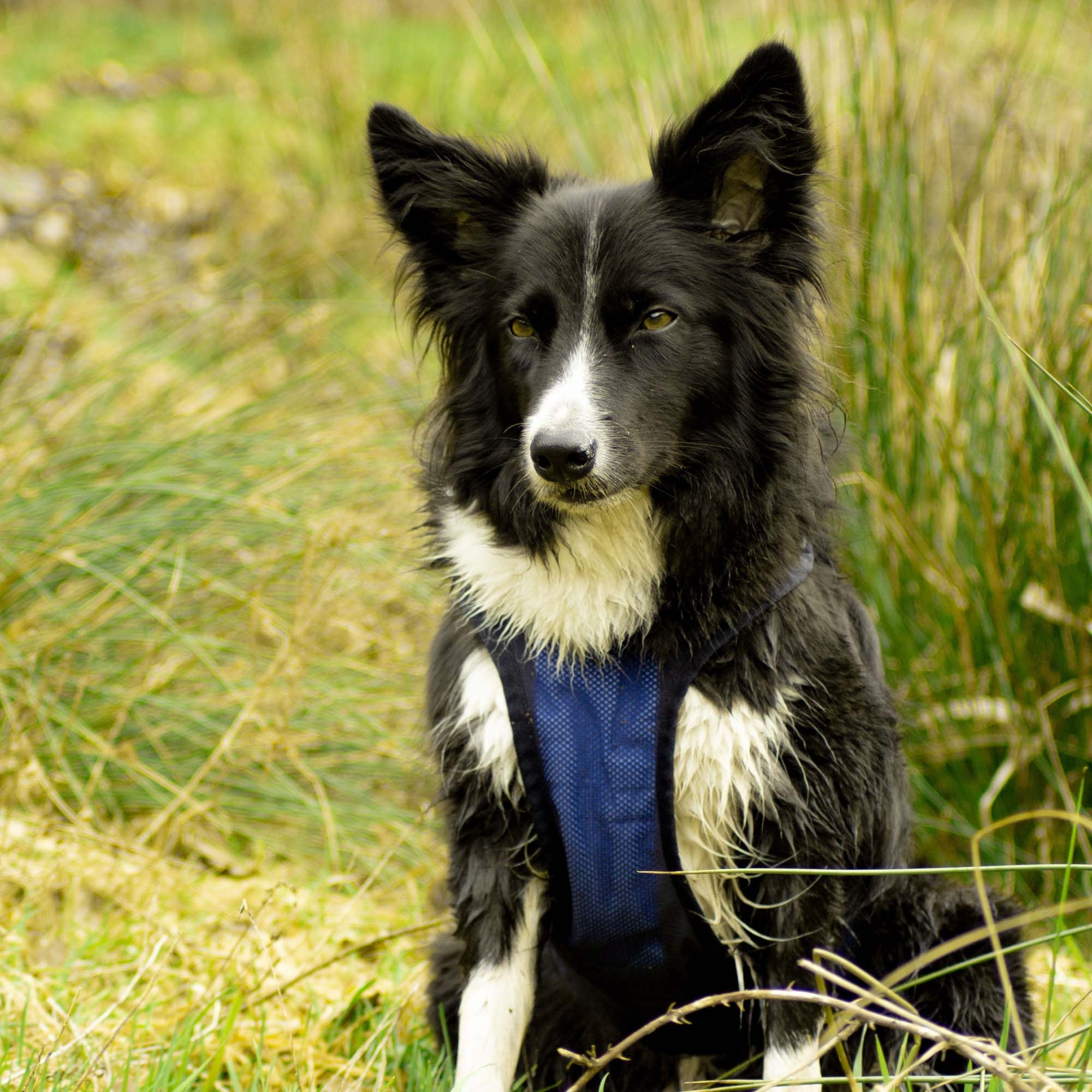 Kühl-Hundegeschirr 4329 am sitzenden schwarz-weißen Hund im Gras